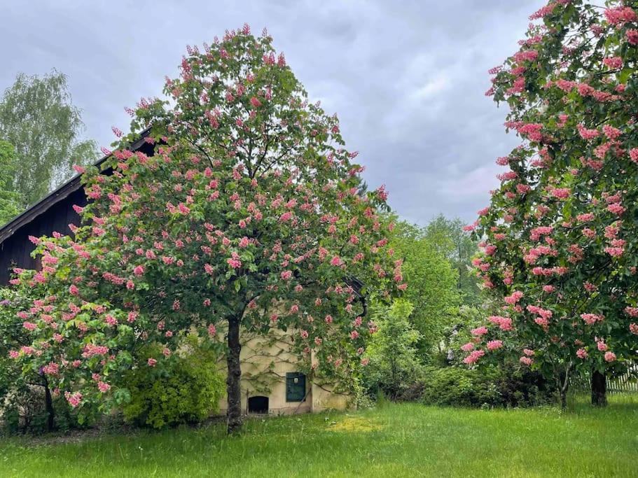 Komfortowy Dom W Lesie Miedzichowo Dış mekan fotoğraf